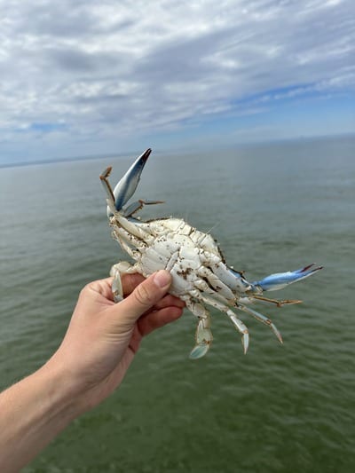 Know Exactly When to Buy & Catch Blue Crabs in Texas