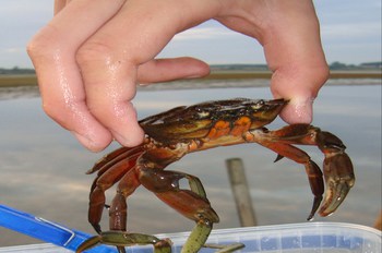 How to Hold A Crab – Never Get Pinched Again!