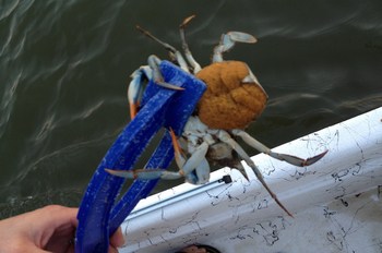 What’s The Orange Stuff Inside A Female Crab?
