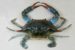 Types of Crabs in Alaska – Crabbing Hub