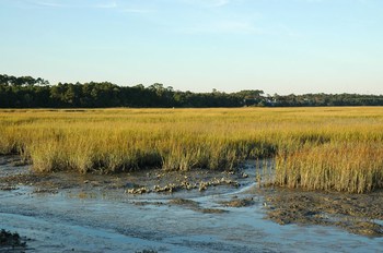 Where to go Crabbing in Murrells Inlet SC