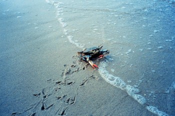 How To Go Crabbing From Shore