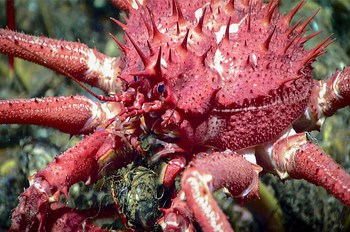 Types of Crabs in Alaska