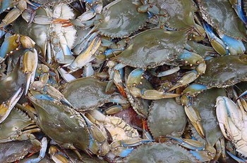 How to Keep Blue Crabs Alive and Well