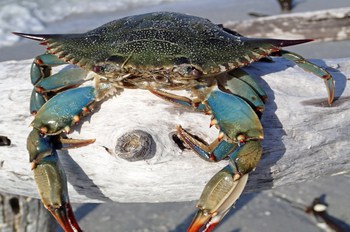 How to Tell if a Blue Crab is Dead or Alive