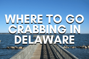 Where To Go Crabbing In Delaware (The Complete Guide)