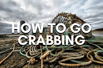 How To Go Crabbing (Step-by-Step Guide)