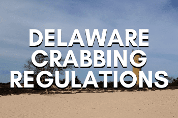 Delaware Crabbing Regulations Summarized (Updated for 2021)