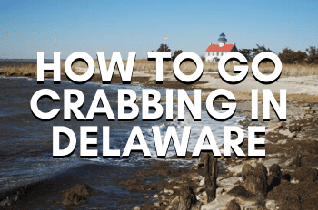How To Go Crabbing In Delaware