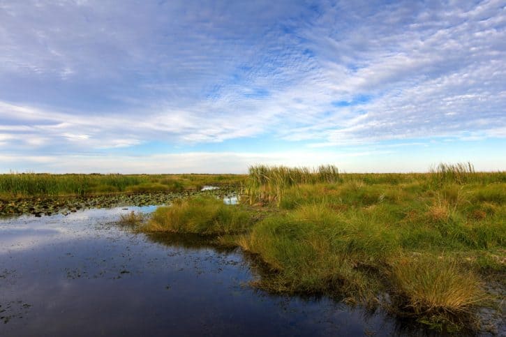 Image shows Louisiana wetlands. 