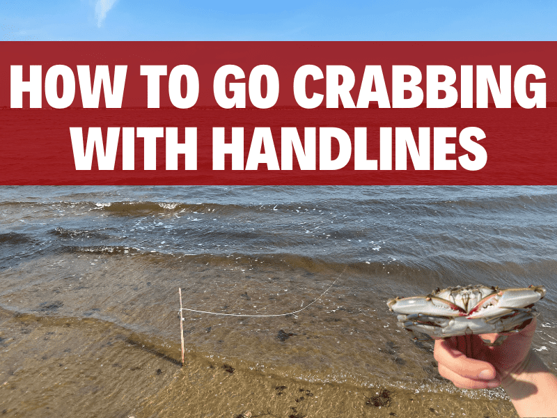 Click here to go see how to go crabbing with handlines