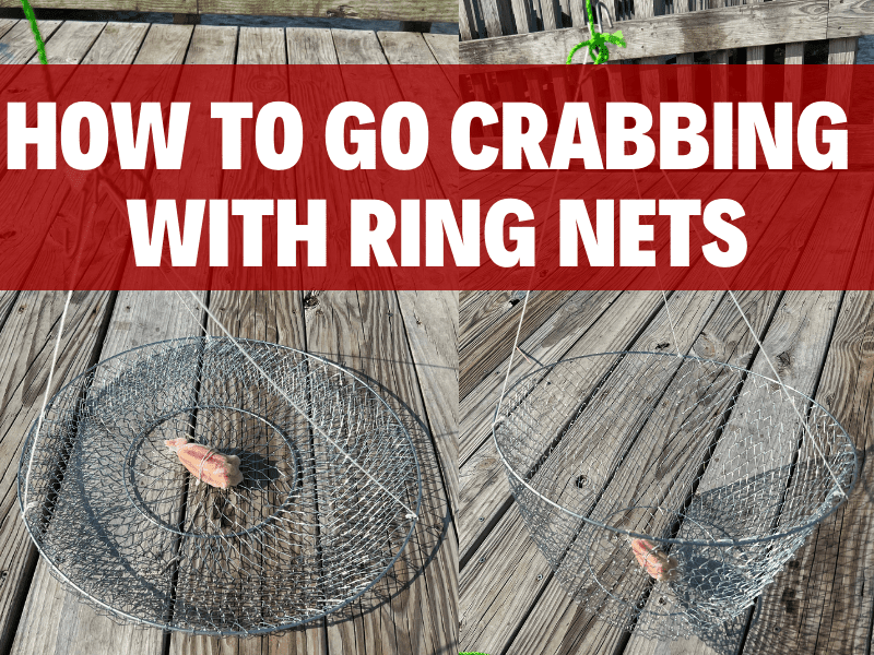 How to go Crabbing with Ring Nets The Best Traps for Blue Crabs (Avoid Trash Traps!)