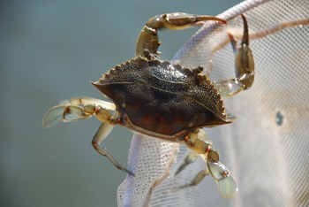 Where to go Crabbing in Orange Beach & Gulf Shores, Alabama