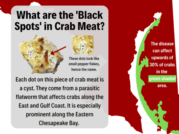 what-do-black-spots-on-crab-meat-mean-is-it-safe-to-eat-crabbing-hub