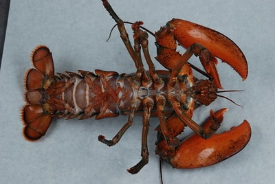 Freezing Live Lobster is a Terrible Idea. Do this instead!