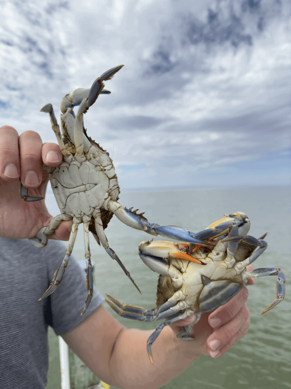 Male vs Female Blue Crab (What’s the difference?)