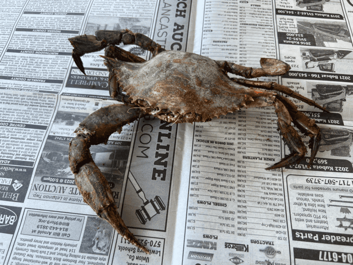 Parts of a Blue Crab You Shouldn’t Eat! (With Images)